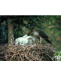 گونه قرقی Eurasian Sparrowhawk